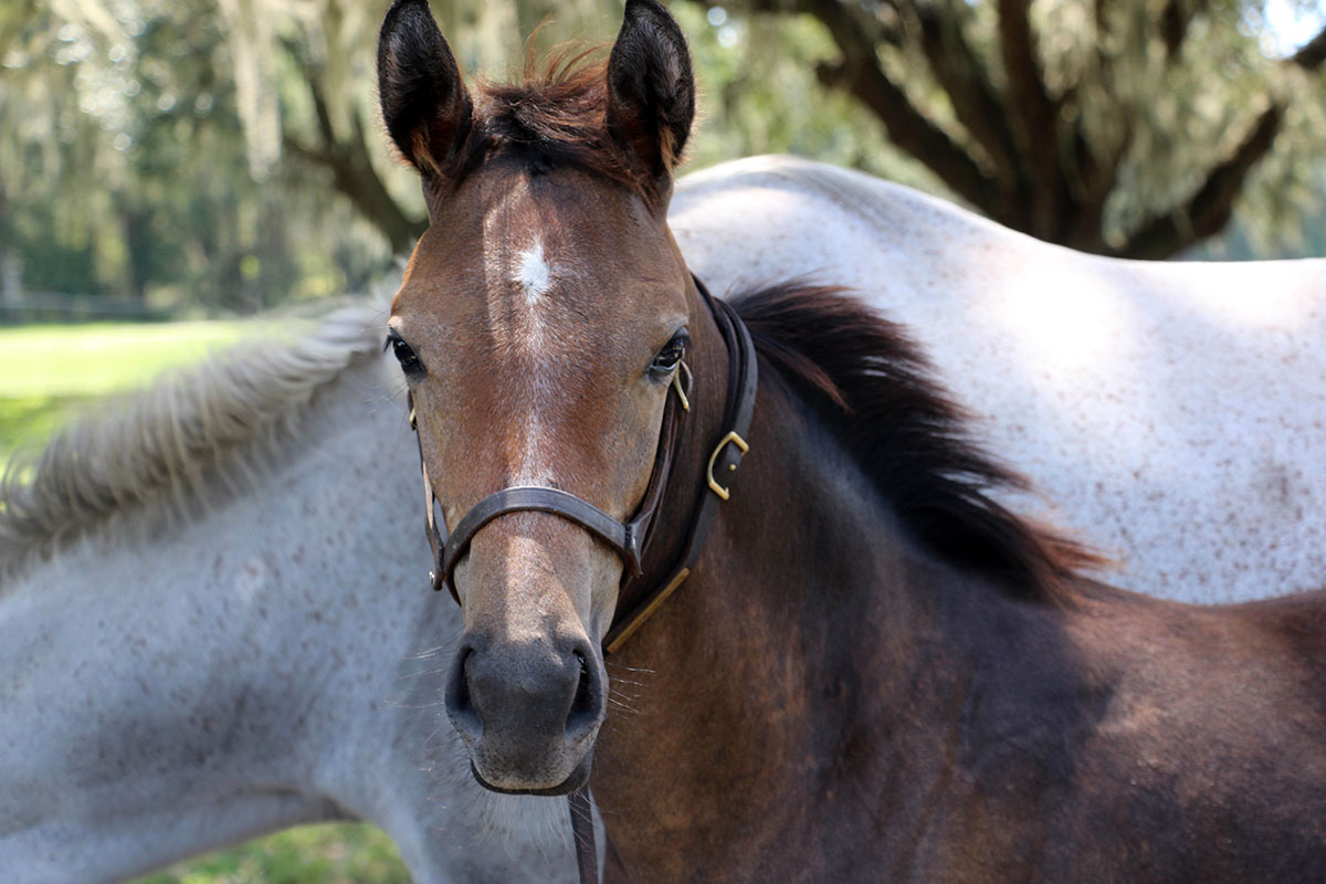 Why Florida-Bred? Check out the Economic Impact the Horse Industry has on Marion County!