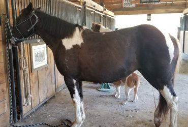 Quarter mare for sale