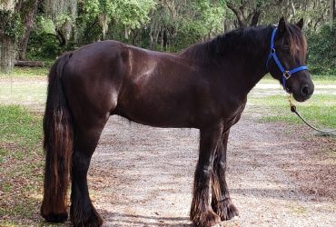 Beautiful Gypsy Vanner sport horse for sale Does a little bit of everything.