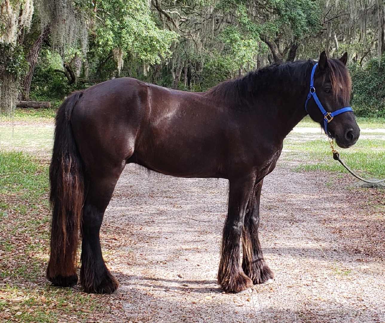 Beautiful Gypsy Vanner sport horse for sale Does a little