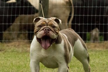 Lilac tri English Bulldog female