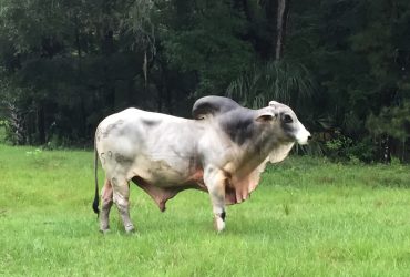 Brahma Bull Herd sire