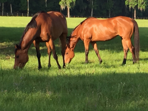 Horse Farms Forever Marion County