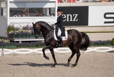 The Ultimate Ideal Hanoverian Dressage Schoolmaster Is Now Ready