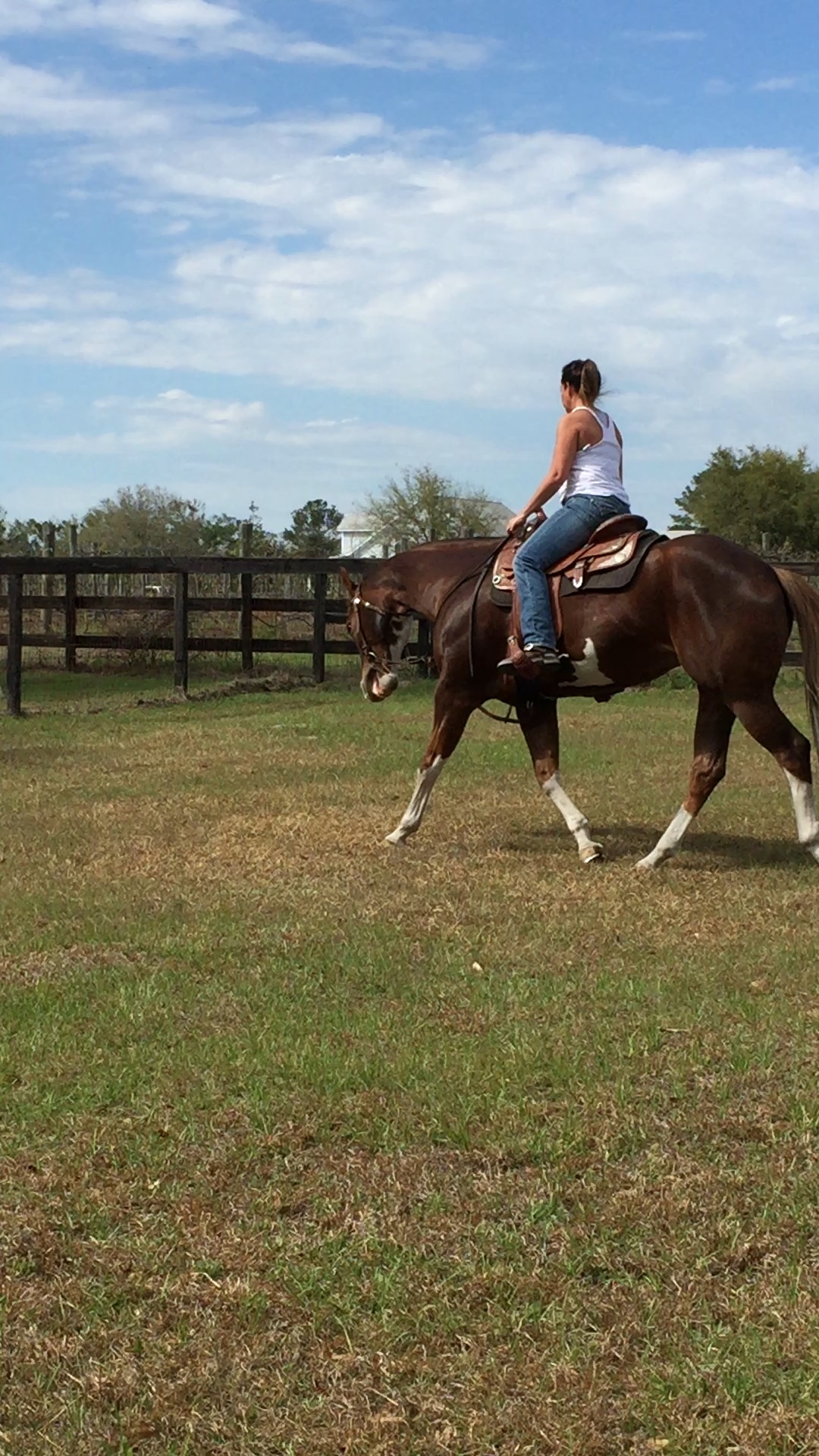 APHA/AQHA double registered 13 year old liver chestnut mare for sale.  HALF DIRTY/ALL FANCY