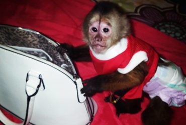 Understanding Male and Female Capuchin Monkeys for adoption