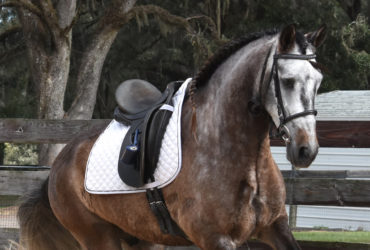 Versatile  and Athletic Andalusian Gelding