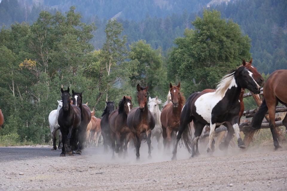 LAST DAY: The Feds are Offering $1000 to People for Adopting Untrained Wild Horses and Burros!